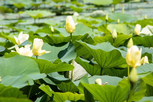 Lotus leaf