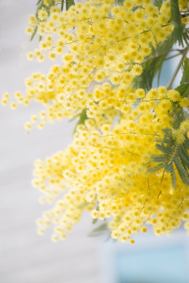 yellow color